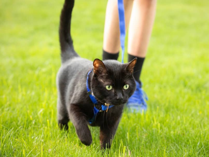 gato negro paseando